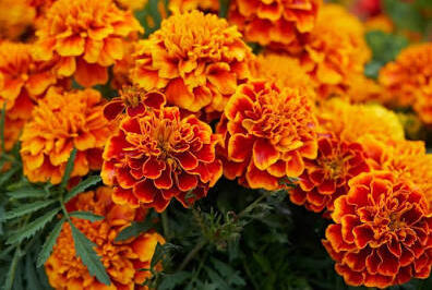 The EverGreen Plant Difference